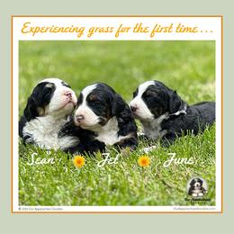 Aussiedoodle and Bernedoodle Puppies from Our Appalachian Doodles