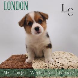 London - Black and tan female Pembroke Welsh Corgi puppy in Pine Village, Indiana from NL Horsemanship