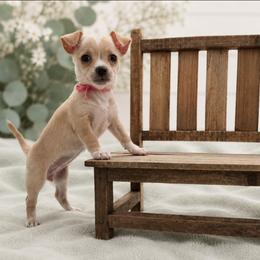 Cream Smooth Coat Female - Cream and white female Chihuahua puppy in Nashville, Tennessee from Music City Chi’s