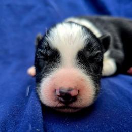 Huron - Black and white male Siberian Husky puppy in Addison, Michigan from Gray Run Siberian Huskies