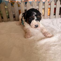Glinda - Parti female Poodle puppy in Luana, Iowa from Country View Bernedoodles and Goldendoodles