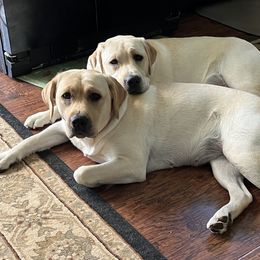 Labrador Retriever Puppies from Willow Ridge Labradors