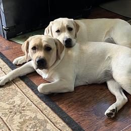 Labrador Retriever Puppies from Willow Ridge Labradors