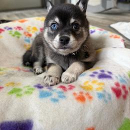Female 1 - Black and white female Alaskan Klee Kai puppy in Beverly Hills, Florida from Lucky Charm Klee Kai