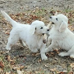Golden Retriever Puppies from White Valley Goldens
