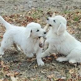 Golden Retriever Puppies from White Valley Goldens