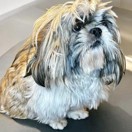 Rayito - Shih Tzu
