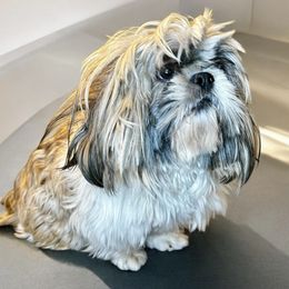 Rayito - Shih Tzu