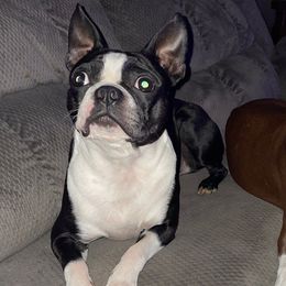 Boston Terriers from Dunns Bostons