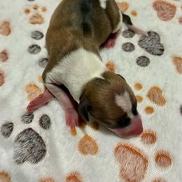Lucky - Red male Italian Greyhound puppy in New Port Richey, Florida from The Noodle Nest