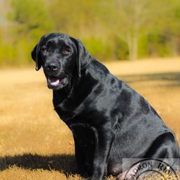 Digi - Labrador Retriever