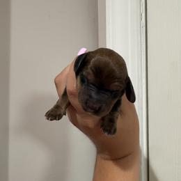 Boy 1 - Red male Dachshund puppy in Columbiana, Alabama from Tonya's Dachshunds