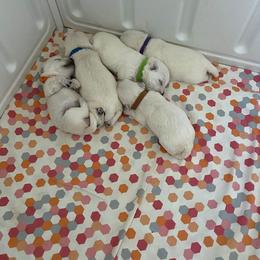 West Highland White Terrier Puppies from NYWesties