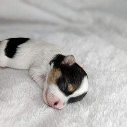 Yorkshire Terrier Puppies from Lady A's Yorkies