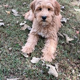 Purple Girl - Red  female Goldendoodle puppy in Richmond, Kentucky from The Doting Doodle