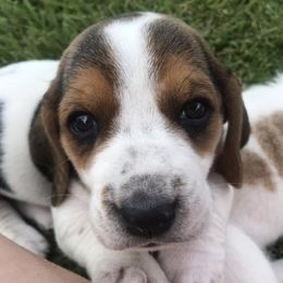Basset Hounds from Maple Lynn Bassets