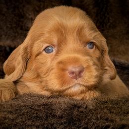 Trifle - Caramel female Australian Labradoodle puppy in Stanwood, Washington from Victoria Creek Australian Labradoodles