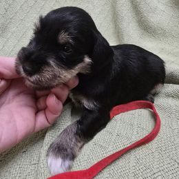 Jingle - Black and silver female Miniature Schnauzer puppy in Riner, Virginia from Haven Hill Schnauzers