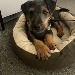 Jagdterrier Puppies from Oregon Jagdterrier