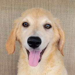 Elsa Australian Retriever - Yellow female Australian Shepherd puppy in Limestone, Tennessee from Pilot Hill Teddy Bear Puppies