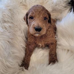 Oreo (Orange Collar) - Apricot male Goldendoodle puppy in Lincoln, California from Lincoln Goldendoodles