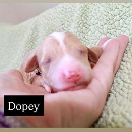 Dopey - Red  male Goldendoodle puppy in Stockton, California from Port City Doodles