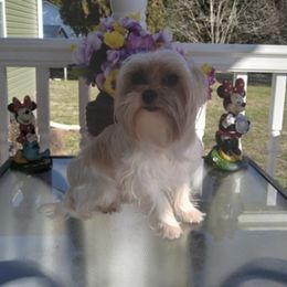 Halo - Yorkshire Terrier