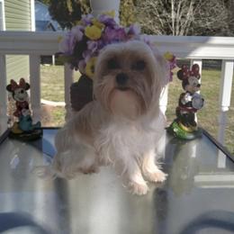 Halo - Yorkshire Terrier