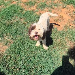 Lyzah - 15lbs - Brown and white female Cockapoo puppy in Boonville, North Carolina from Doods & Dolls