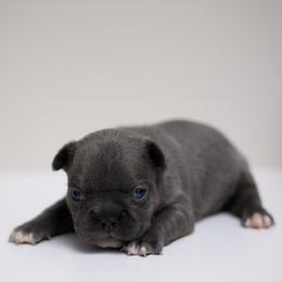 Sarabi - Blue female French Bulldog puppy in Austin, Texas from Ward's Frenchies 2 Yours