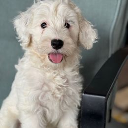 Star - Black and white female Bernedoodle puppy in Denver, Pennsylvania from Redcay's Mini Bernedoodles