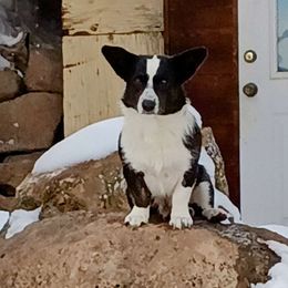 Maggie Mae - Cardigan Welsh Corgi