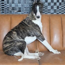 Miniature American Shepherd and Whippet All Grown Up from Amulet Charm