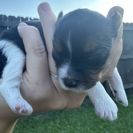 Girl 1 - Parti female Yorkshire Terrier puppy in Cullman, Alabama from Little Bark Partí Yorks