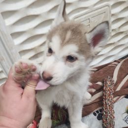 Siberian Husky Puppies from Spirit of the Moon Siberians