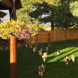 Biewer Terriers from Rocky Mountain Biewer Terriers