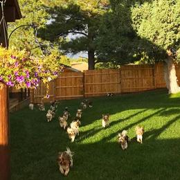 Biewer Terriers from Rocky Mountain Biewer Terriers
