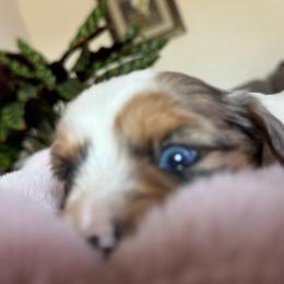 Draco - Parti male Yorkshire Terrier puppy in Denair, California from YorkieVillaPaws