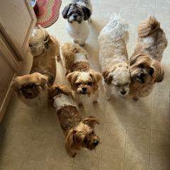 Shorkie Puppies from Shorkies R Us Breeding