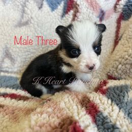 Male Three - Black and white American Corgi puppy in Gentry, Arkansas from K Heart Ranchita