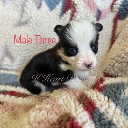 Male Three - Black and white American Corgi puppy in Gentry, Arkansas from K Heart Ranchita