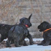 Briard Puppies from Sendero Briards