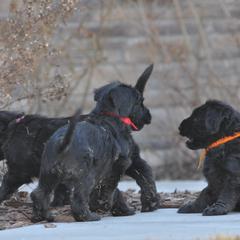 Briard Puppies from Sendero Briards
