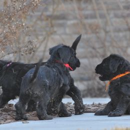 Briard Puppies from Sendero Briards