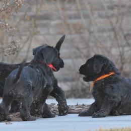 Briard Puppies from Sendero Briards