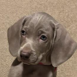 Girl 1 - Silver gray female Weimaraner puppy in Ridgewood, New York from Alchemy Weimaraners