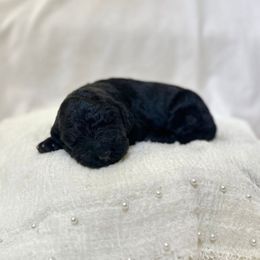 S'more - Black female Labradoodle puppy in Newark, Ohio from Raising Doodles