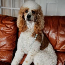 Lady - Poodle