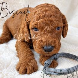 Biscuit - Red  male Goldendoodle puppy in Cleveland, Georgia from The O.G. Doodles
