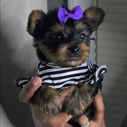 Charm - Black and tan female Yorkshire Terrier puppy in North Chesterfield, Virginia from YorkieLover